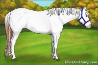 Horse Color:Bay Roan Appaloosa 