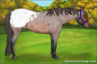 Horse Color:Bay Roan Appaloosa