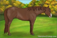 Horse Color:Chestnut Splash 