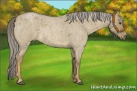 Horse Color:Chocolate Palomino Roan Dun