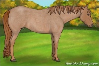 Horse Color:Red Roan 