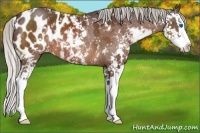 Horse Color:Silver Bay Sabino Splash Appaloosa