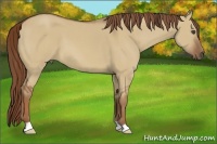Horse Color:Red Dun 