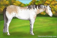 Horse Color:White Spotted Amber Cream Champagne Sabino