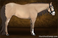 Horse Color:Amber Champagne Roan Splash Frame 