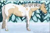 Horse Color:Palomino Roan Dun Tobiano
