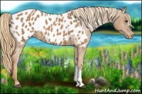Horse Color:Chestnut Appaloosa 