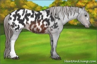 Horse Color:Brown Appaloosa 