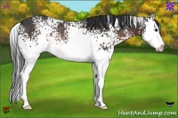 Horse Color:White Spotted Brown Sabino Splash Rabicano
