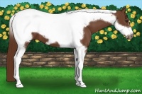 Horse Color:Chestnut Tobiano Frame