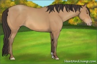 Horse Color:Amber Champagne Rabicano 