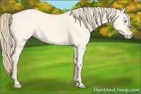 Horse Color:Perlino Roan Dun