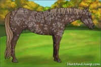 Horse Color:Liver Chestnut Ice  Brindle