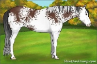 Horse Color:White Spotted Bay 
