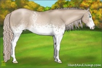 Horse Color:White Spotted Chocolate Palomino Pearl 