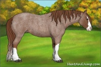 Horse Color:Red Roan Splash