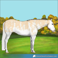 Horse Color:Silver Buckskin Sabino Splash 