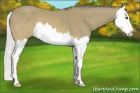 Horse Color:Silver Buckskin Sabino Splash