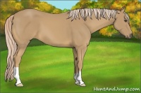 Horse Color:Palomino