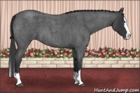 Horse Color:Blue Roan Splash 
