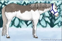 Horse Color:Silver Black Splash