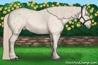 Horse Color:Perlino Sabino  Brindle