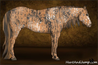 Horse Color:White Spotted Brown  Brindle