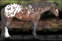 Horse Color:Bay Appaloosa 