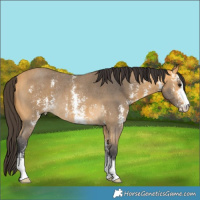 Horse Color:Buckskin Sabino Rabicano