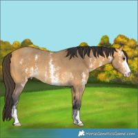 Horse Color:Buckskin Sabino Rabicano