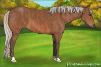 Horse Color:Silver Bay  Brindle