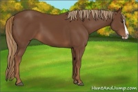 Horse Color:Chestnut Splash 