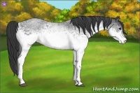 Horse Color:White Spotted Blue Roan 