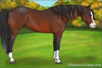 Horse Color:Bay Splash 