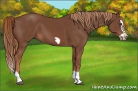 Horse Color:Chestnut Splash Frame