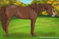 Horse Color:Chestnut Splash