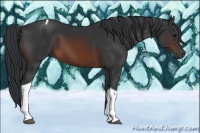 Horse Color:Brown Tobiano