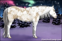 Horse Color:Classic Champagne Ice Dun Sabino