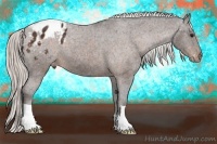 Horse Color:Silver Bay Appaloosa