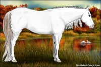 Horse Color:Smoky Blue Roan Appaloosa Rabicano 