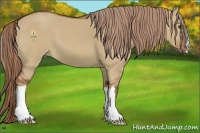 Horse Color:Red Dun 