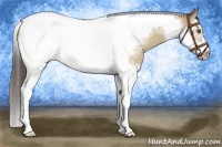 Horse Color:Classic Champagne Dun Sabino Splash Tobiano Frame 