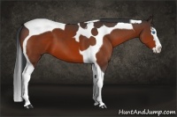 Horse Color:Bay Splash Tobiano