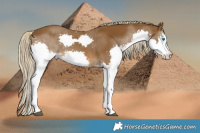 Horse Color:Chocolate Palomino Splash Rabicano 