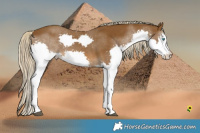 Horse Color:Chocolate Palomino Splash Rabicano 