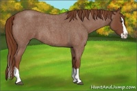 Horse Color:Red Roan Splash 