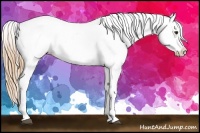 Horse Color:Chestnut Appaloosa Rabicano 