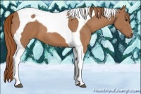 Horse Color:Chestnut Tobiano