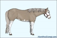 Horse Color:Silver Grullo Splash