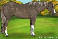 Horse Color:Chocolate Palomino 